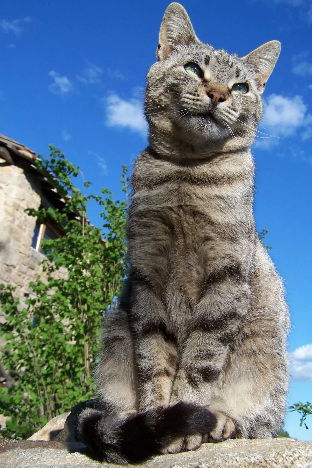 Gîte de Chapelèche Les Genêts