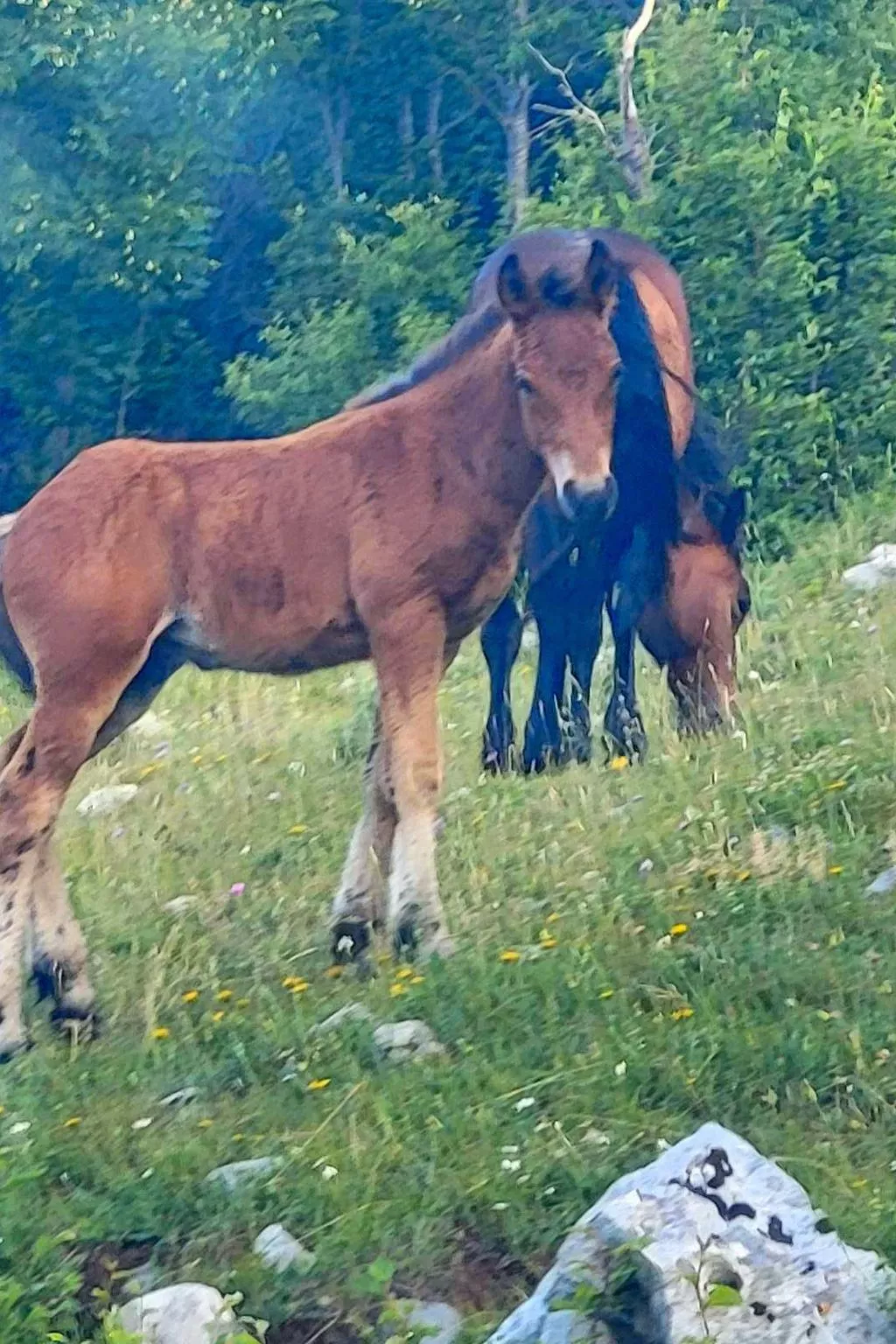 Villa "Haus mit pool" mit eigenem Pool-Draußen