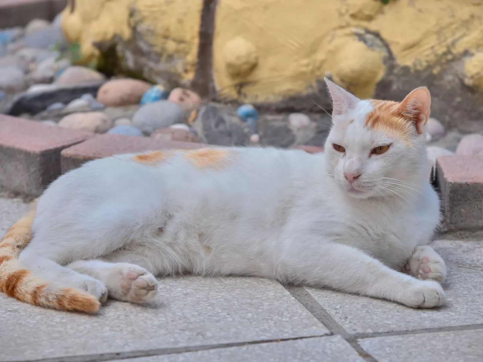 Gorgona Apt - Ihr Traum-1-BDR-Ferienhaus-Draußen