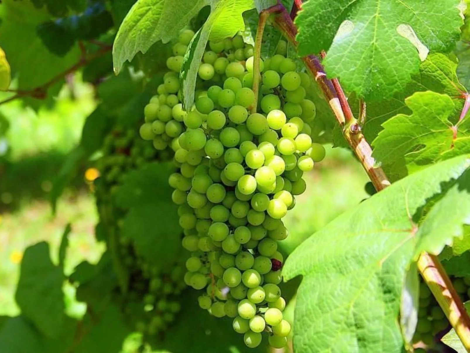 Ländliche Finca "Casa da Rocha"-Image-tags.info