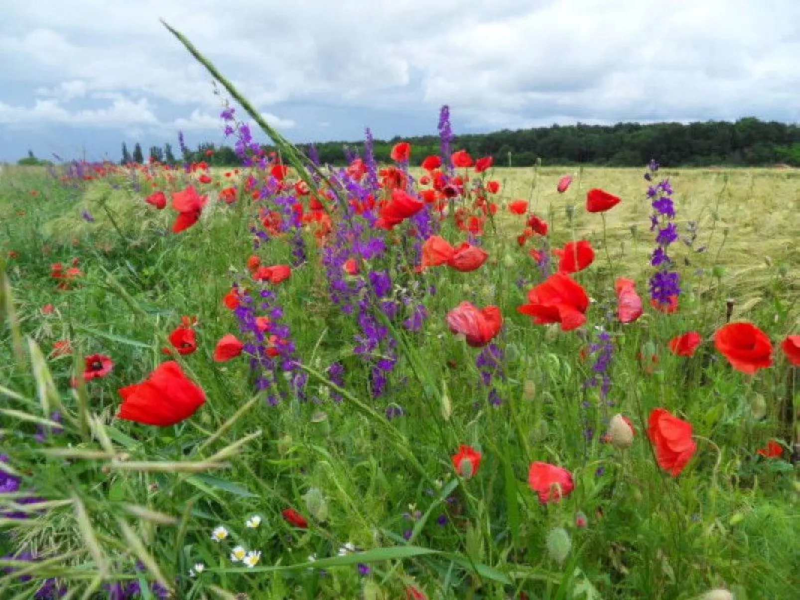 Hütte mit Garten, Grill und Terrasse-Dehors