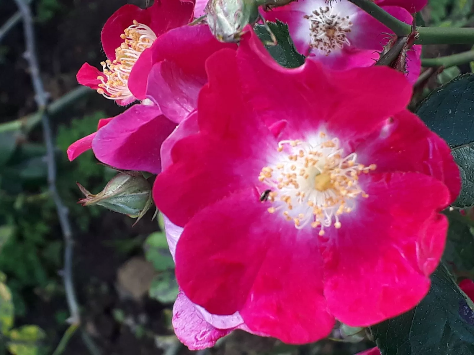 Quinta D'Avó Amélia, wunderschönes Landhaus zwischen den Bergen und dem Meer-Draußen
