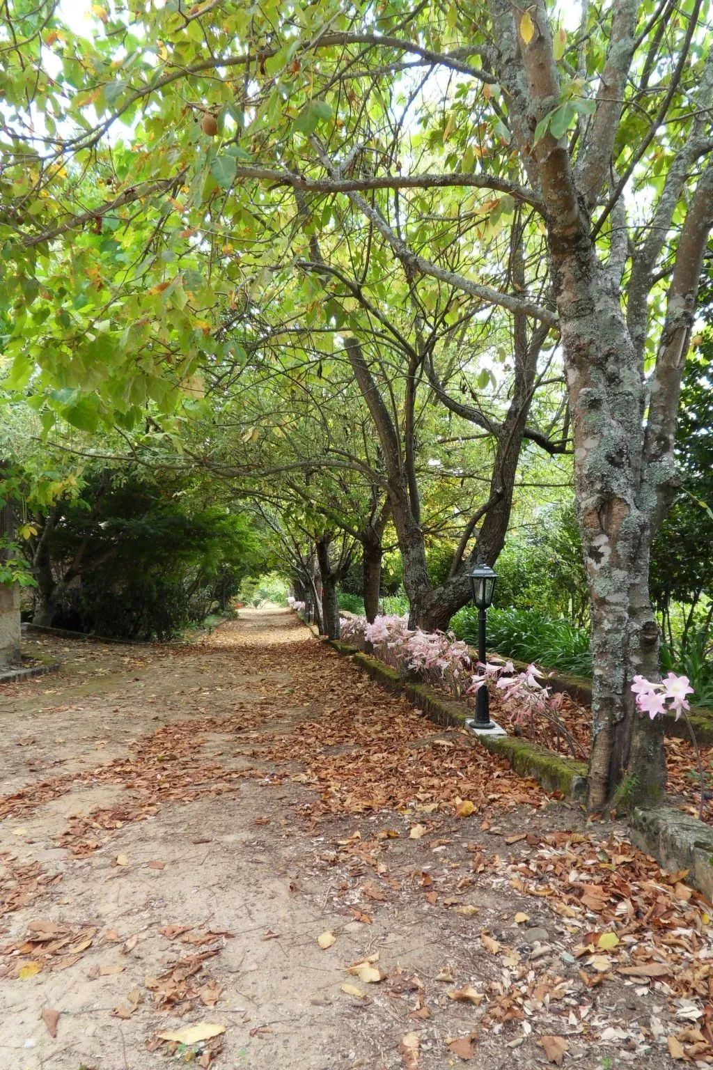 Finca "Quinta do Bento Novo"-Outside