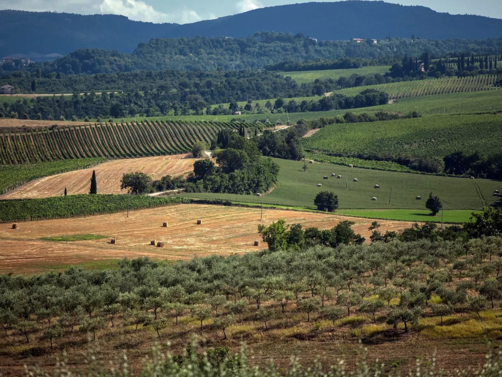 "Zypressen B4" mit Pool-Draußen