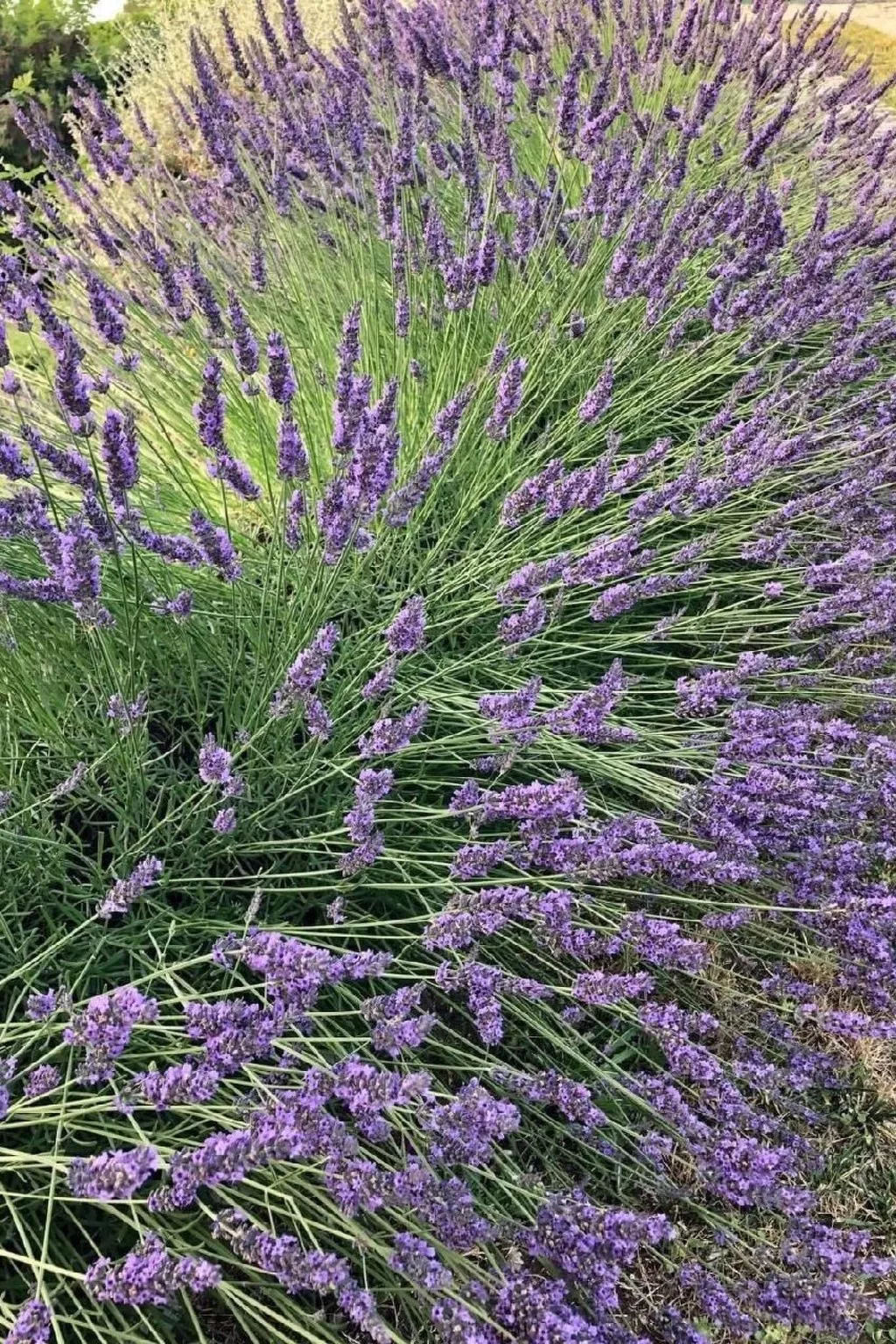 Côte d'Azur ganze Villa beheizter Pool Meerblick