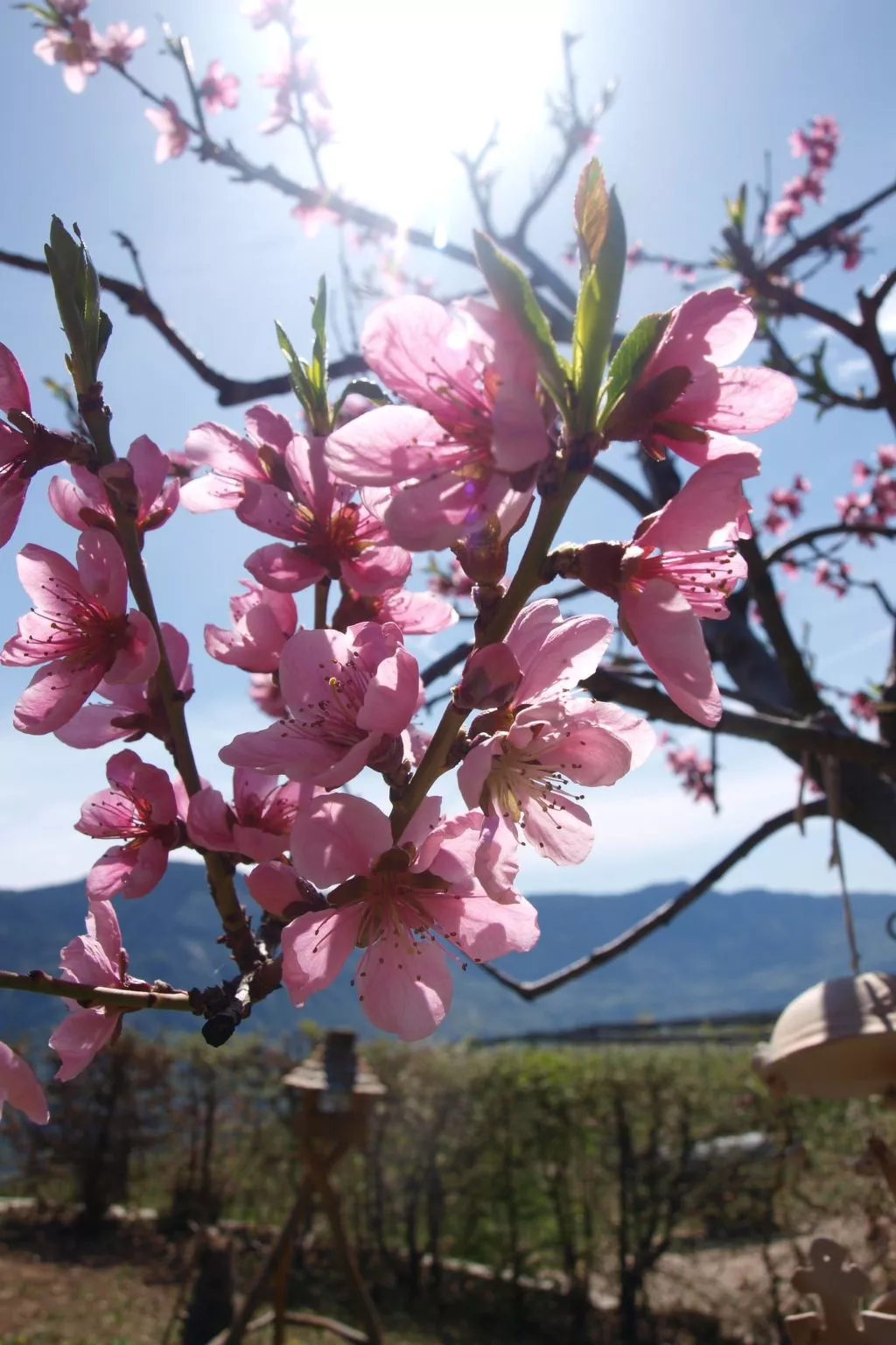 Apartment Merlot in Kurtatsch mit Panoramablick-Draußen