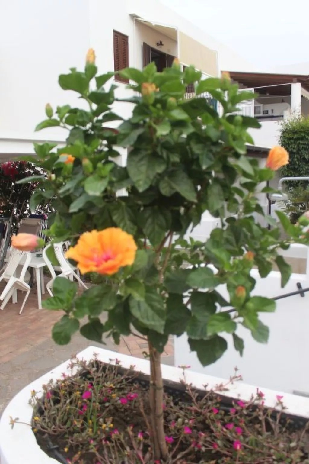 Wohnung 'Blue 236' in Strandnähe-Dehors