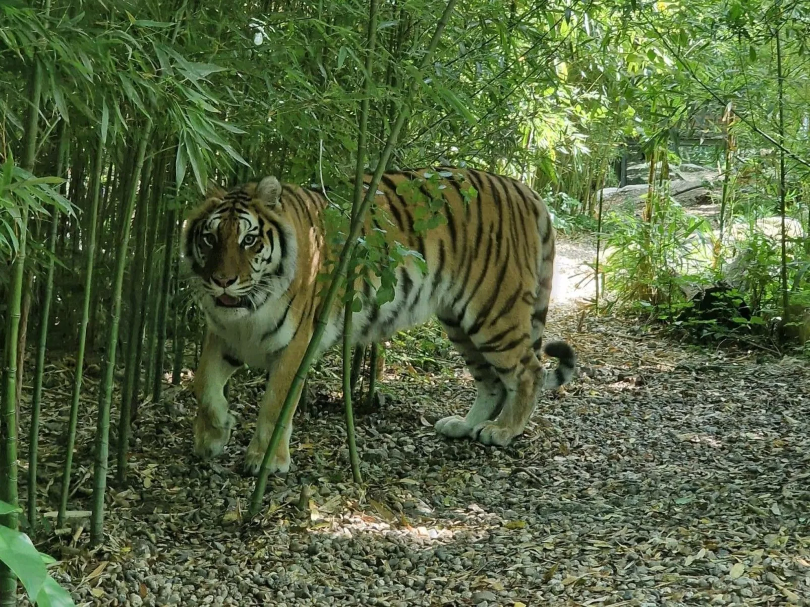 Rosa Selvatica by Holiday World-Draußen