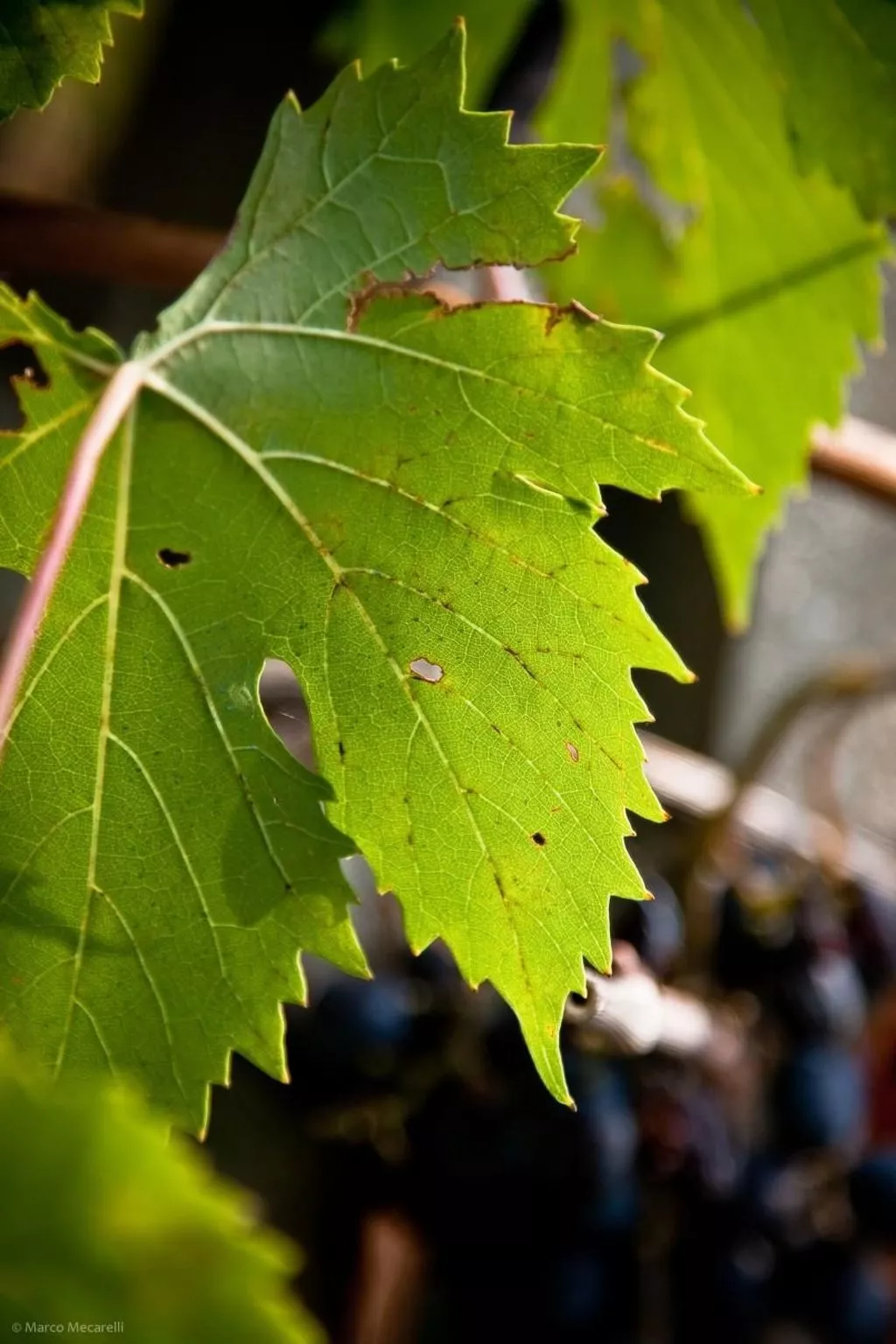 Bauernhof-Scheune-Image-tags.info