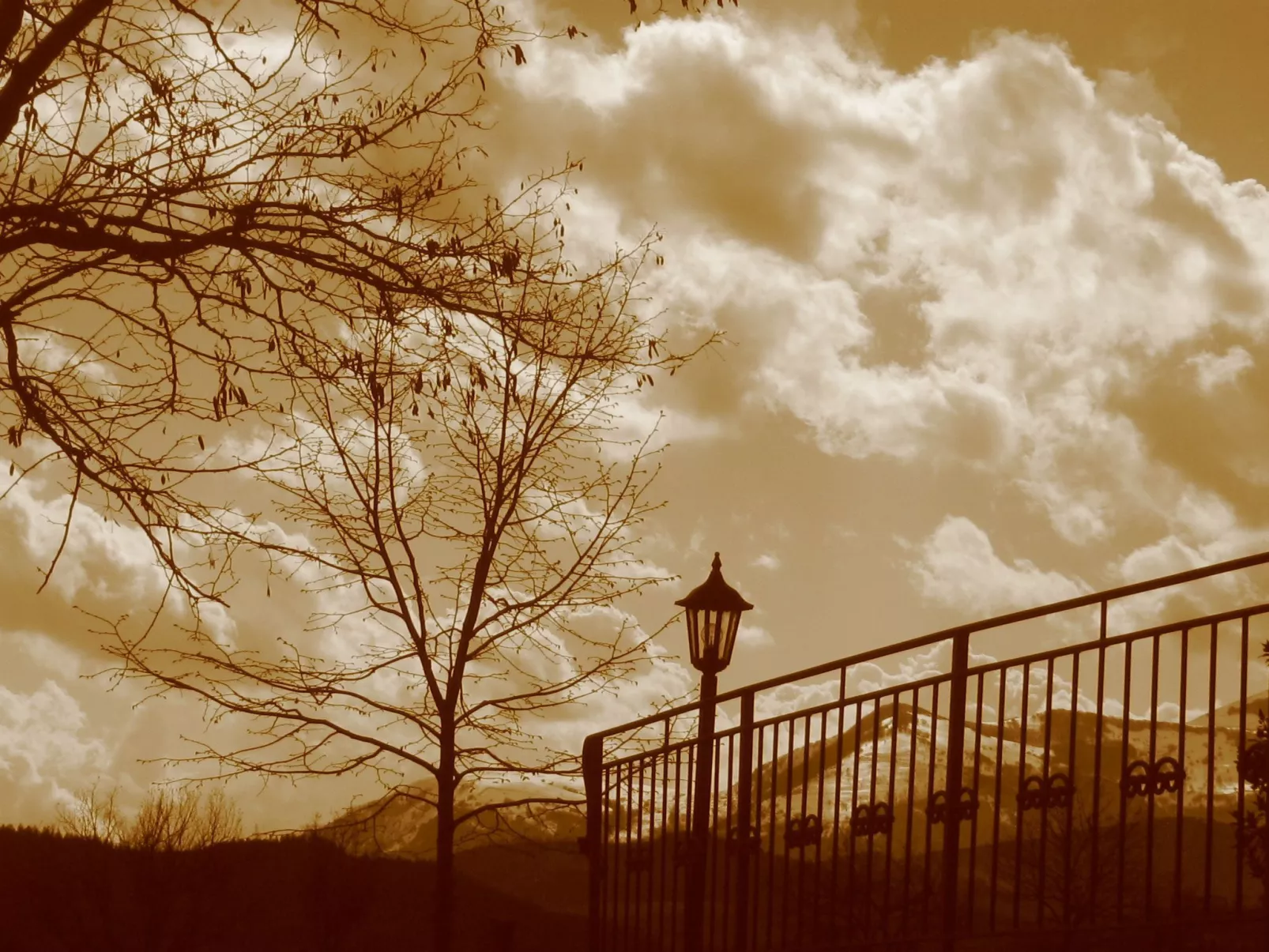 Flacher Flieder-Draußen