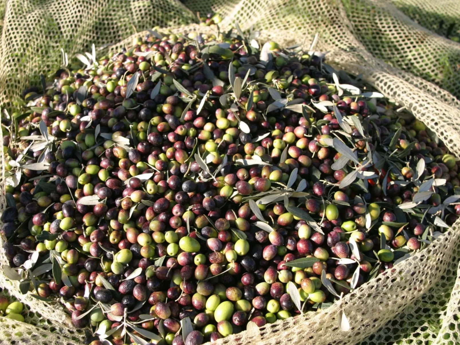 Wohnung in Figline Valdarno mit Gemeinschaftspool-Outside