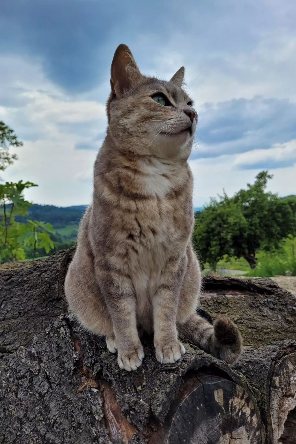 Chalet Staufenhof-Dedans
