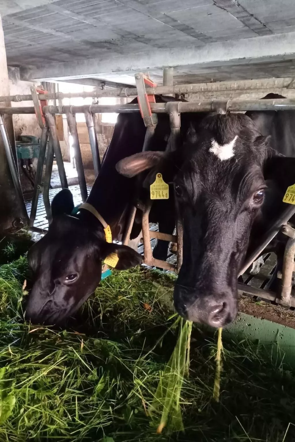 Bauernhof Elmiger-Image-tags.info