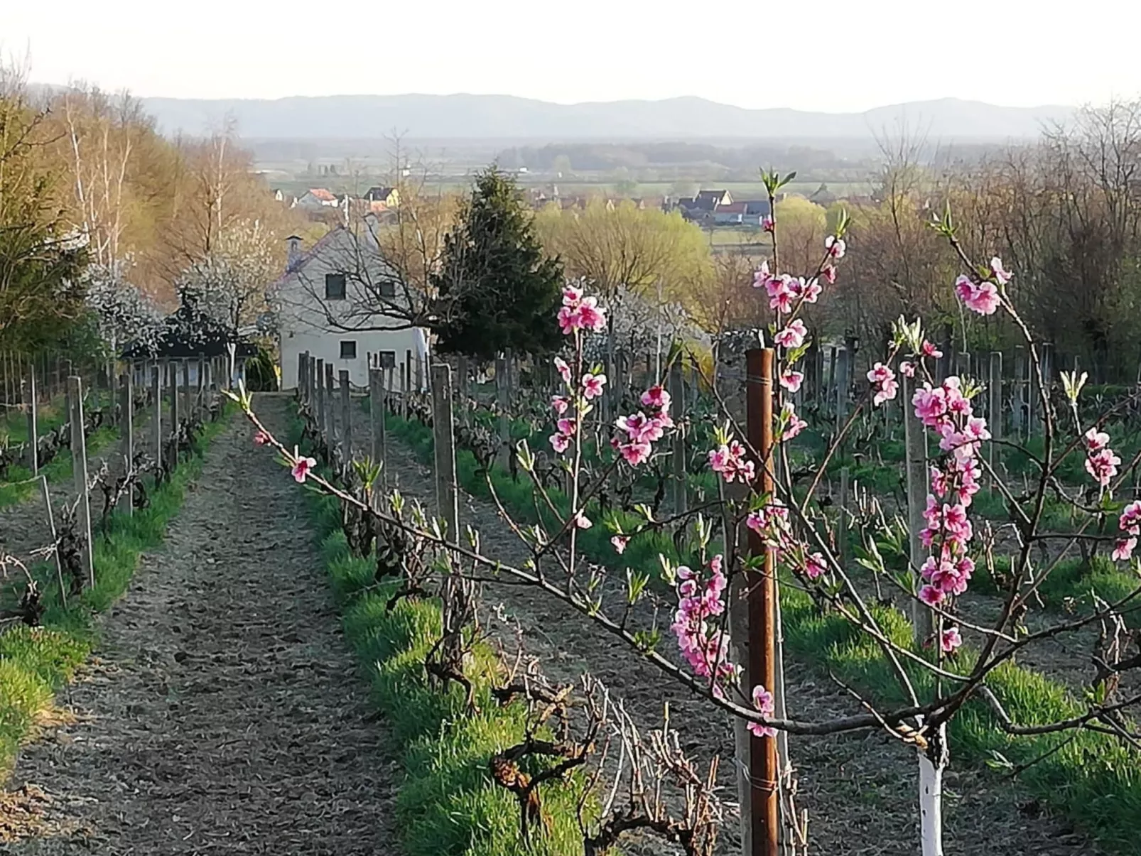 Hütte mit Garten, Grill und Terrasse-Outside