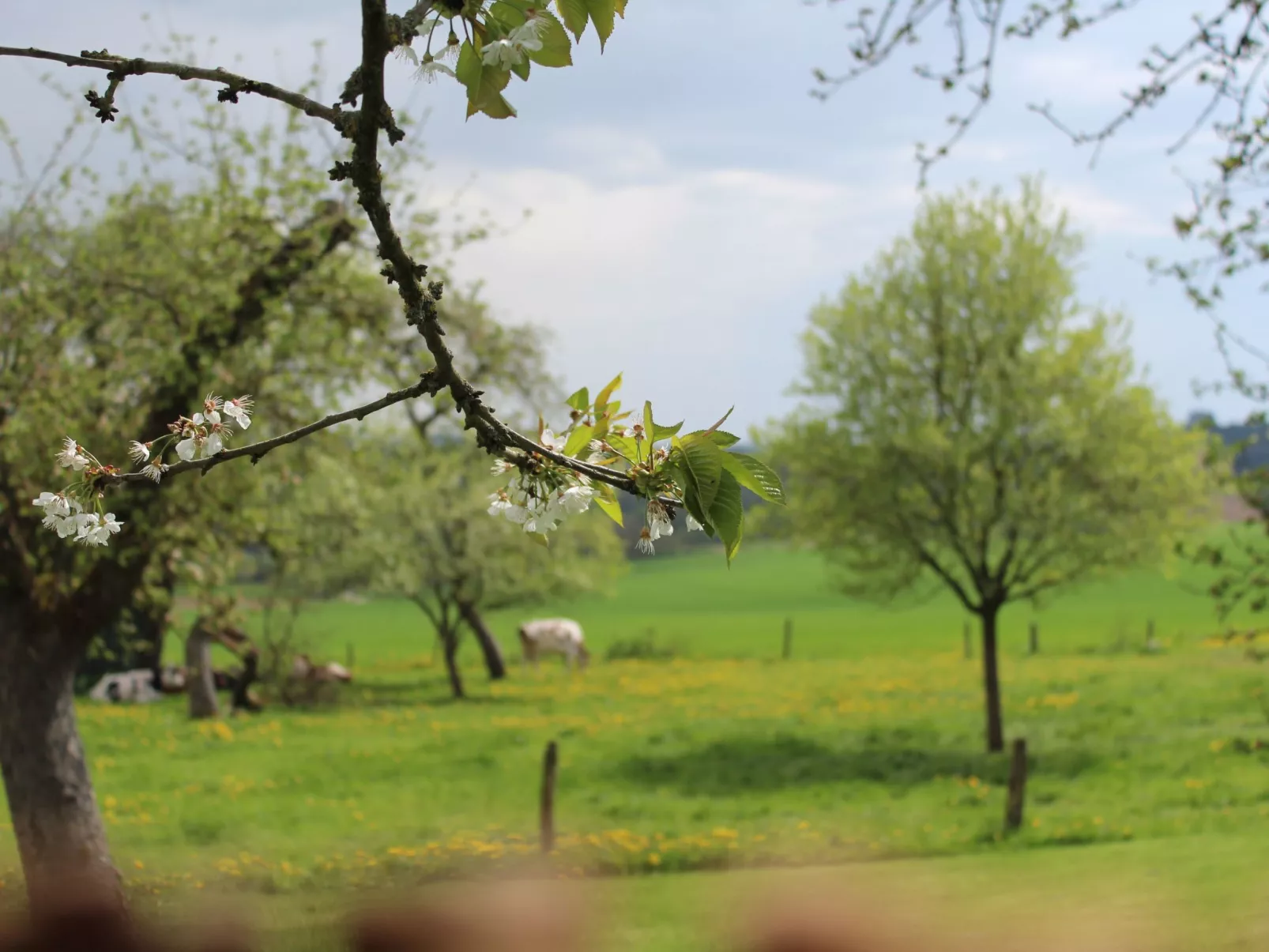 Fewo "Jut Stuff"-Draußen