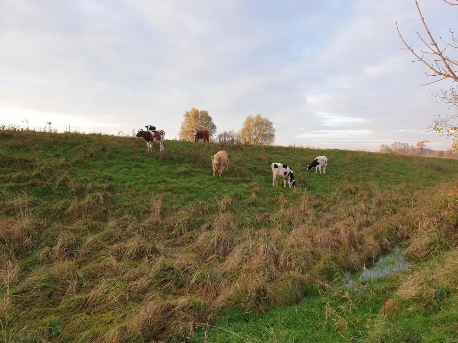 Elbkoje Brunsbüttel-Dedans