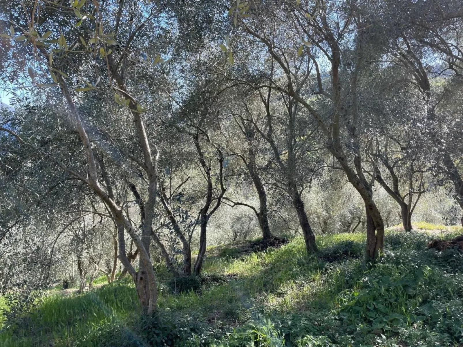 CASA SISSI, Sehnsuchtsort zwischen Olivenhainen-Dedans