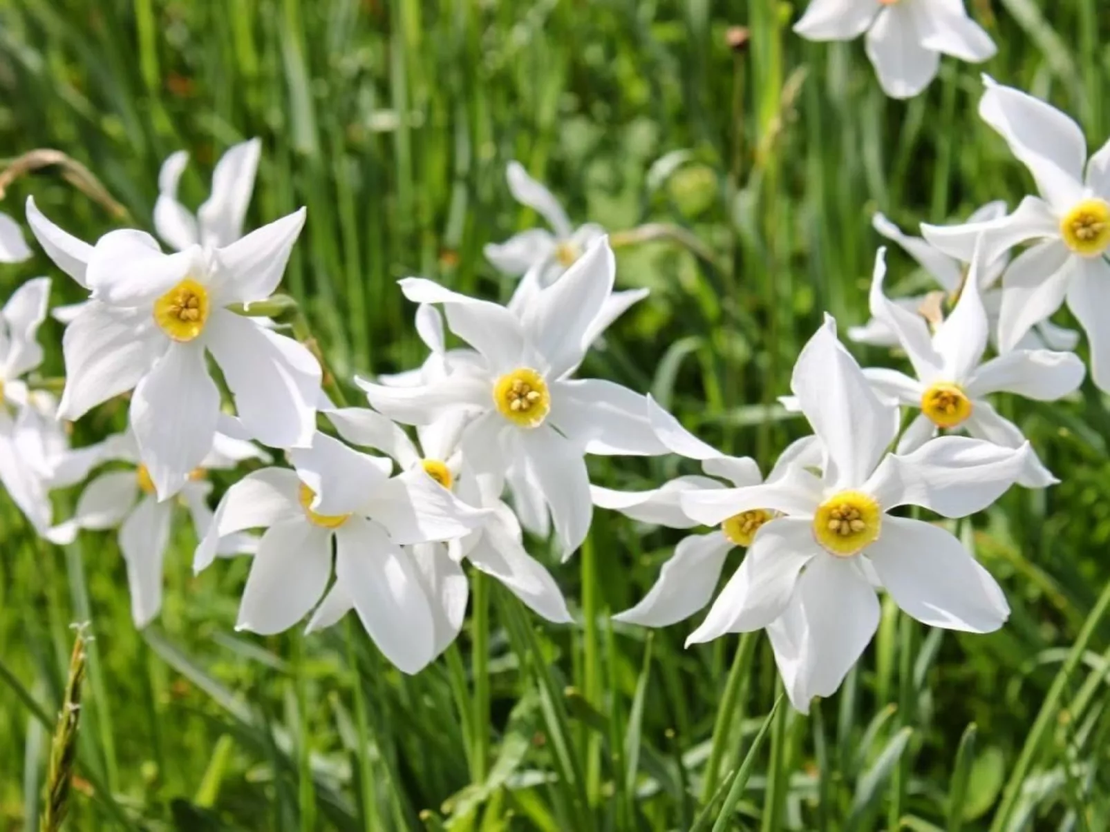 Les Narcisses,Blonay-Dehors