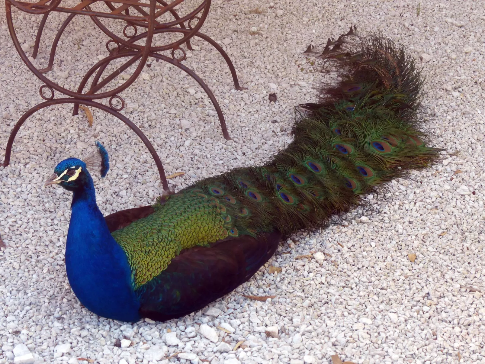 La Ferme des Paons-Dedans
