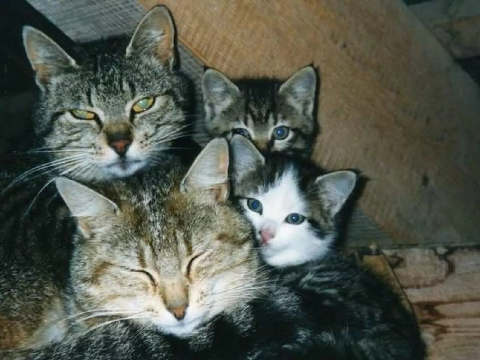 Bauernhof Gerber-Dedans