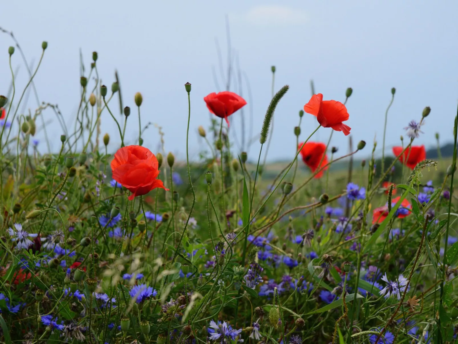 Nassauer Forsthaus-Inside