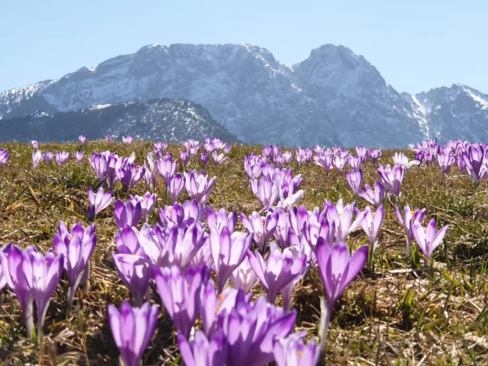 Krokus Tal Dorf unter der Tatra-Draußen