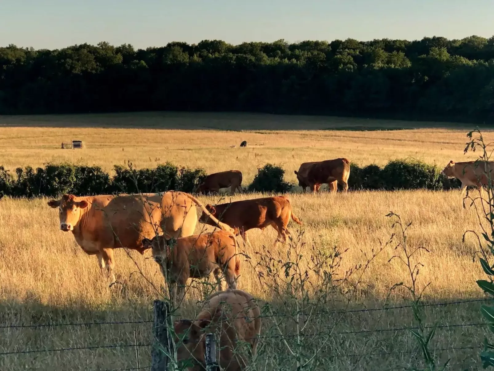 Landhaus mit eingezäuntem Garten-Dedans