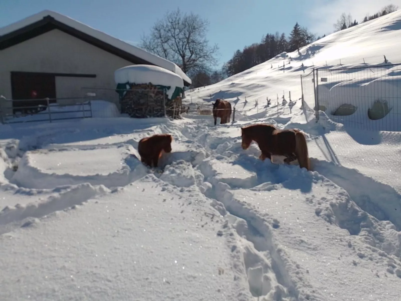Staudenhof Viamala-Dedans