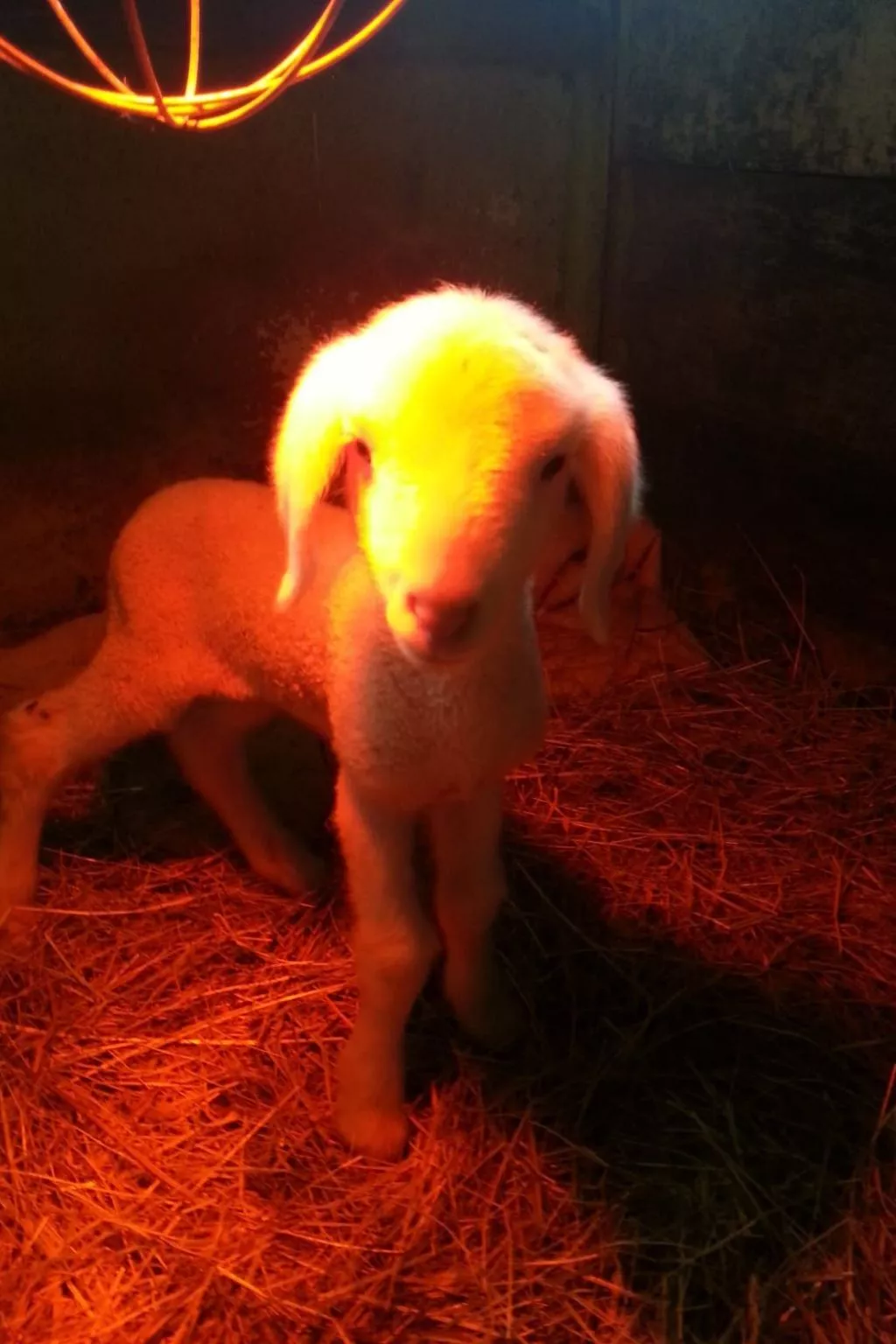 Herzfennerhof Loft-Image-tags.info