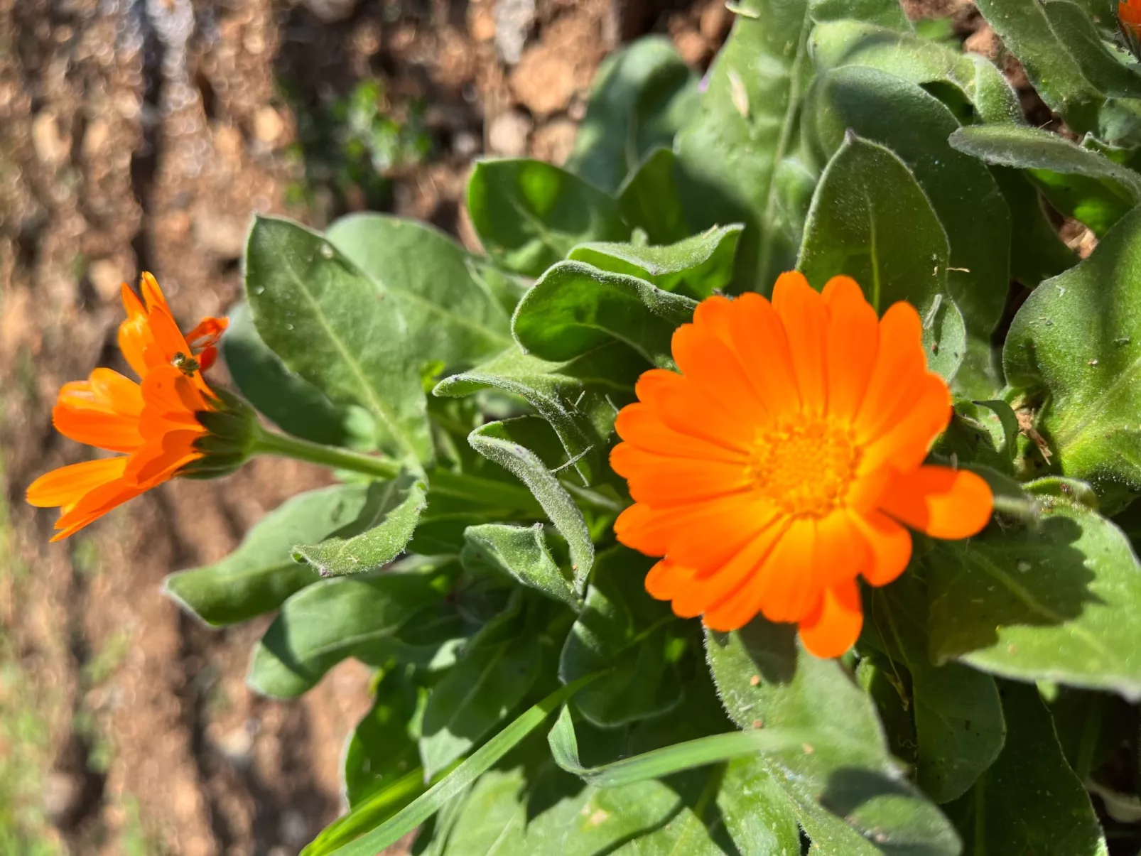Neugebaute Wohnung im Erdgeschoss-Dedans