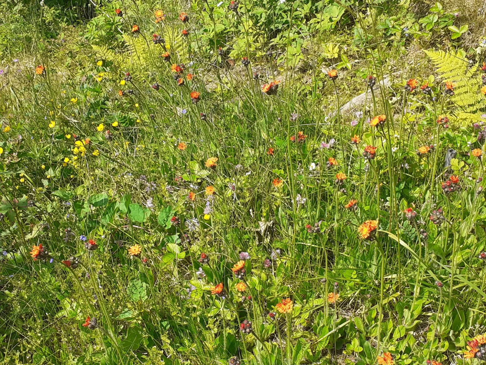 Für 6 Personen im Thüringer Wald-Draußen