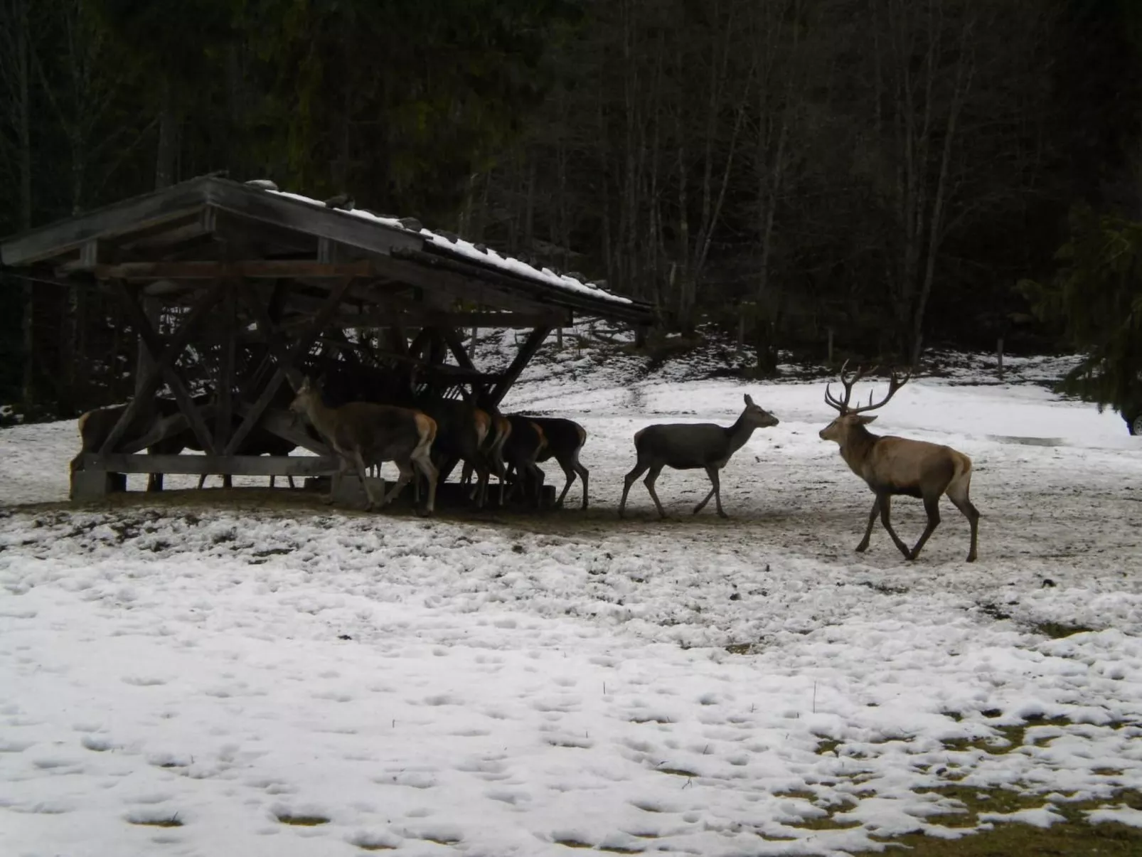Marinas Alpenblick-Outside