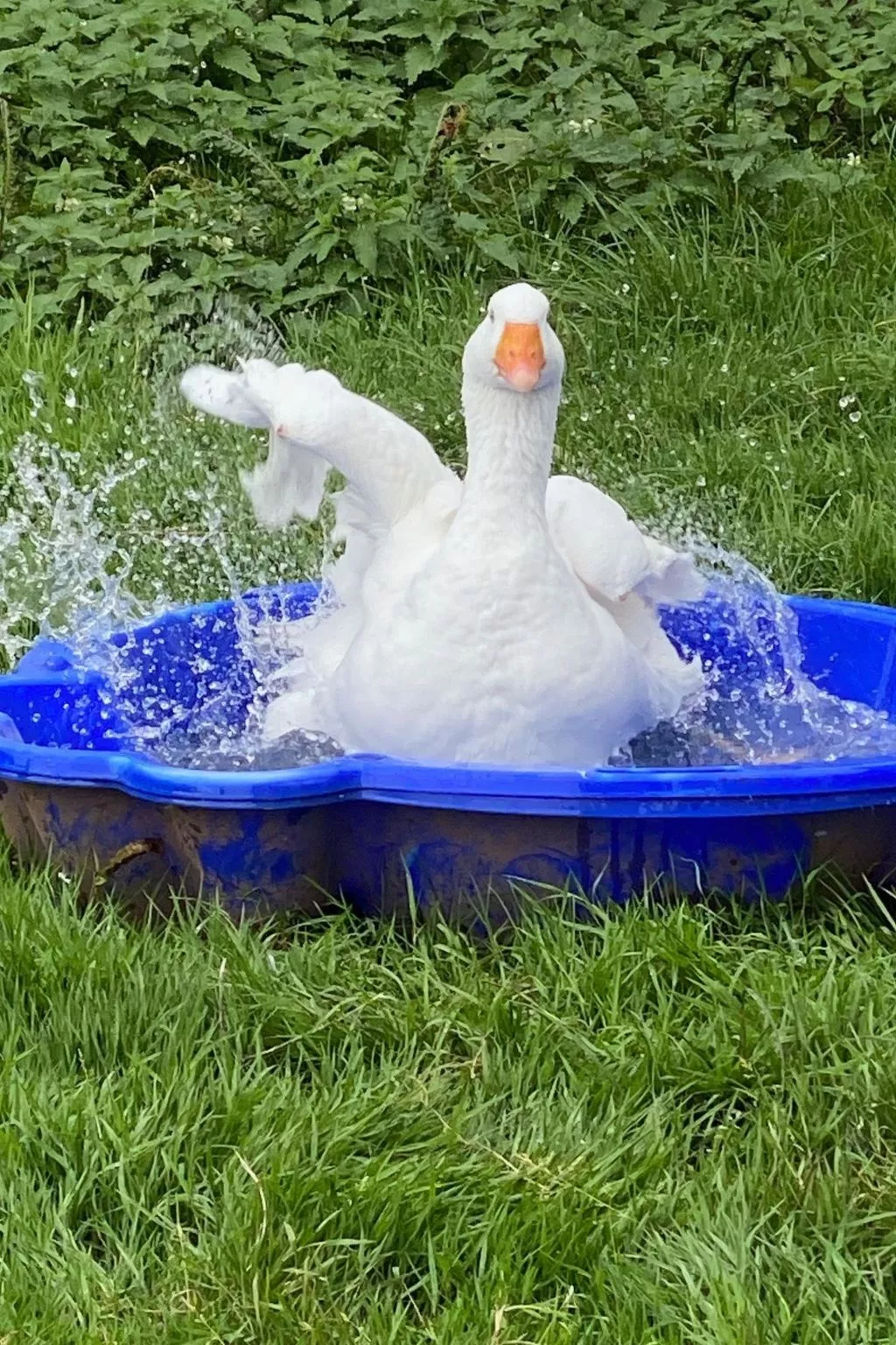 Scheunen Nest-Draußen