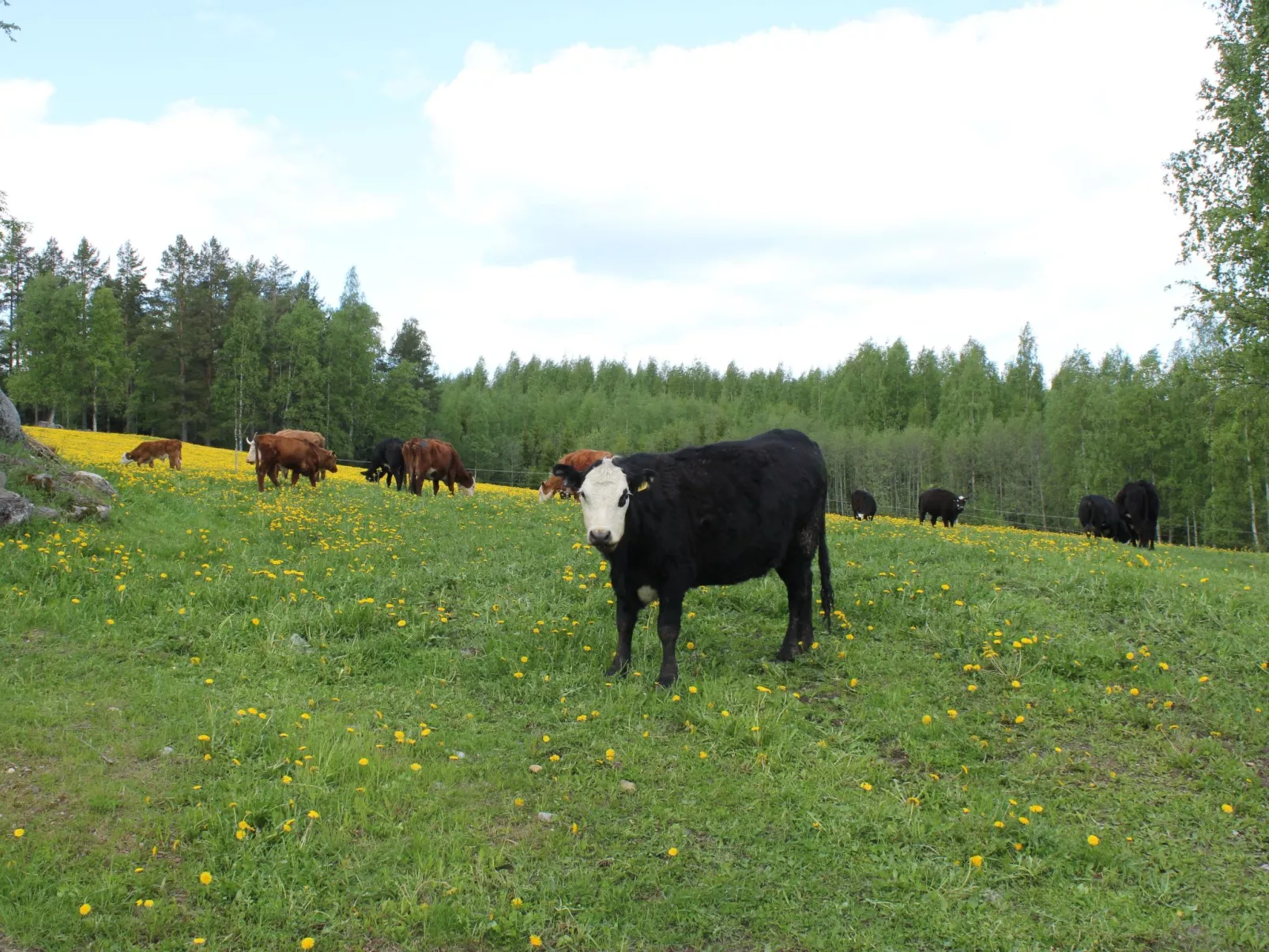Anwesen mit eigenem Garten und Grill-Outside