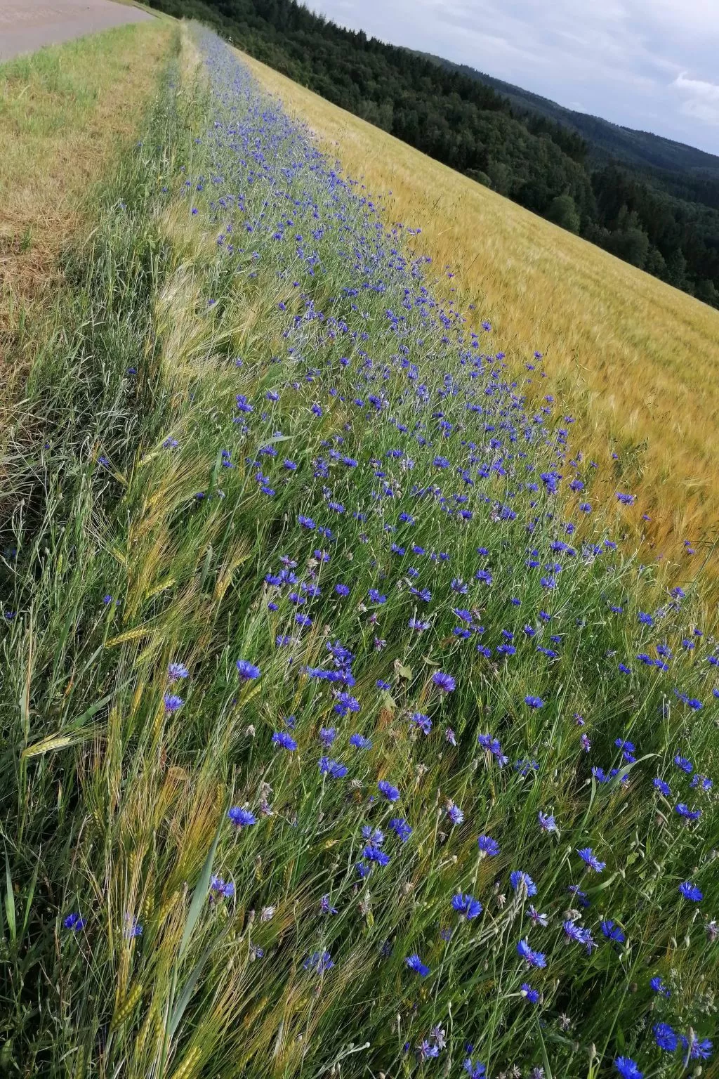 Appartement mit Terrasse-Inside