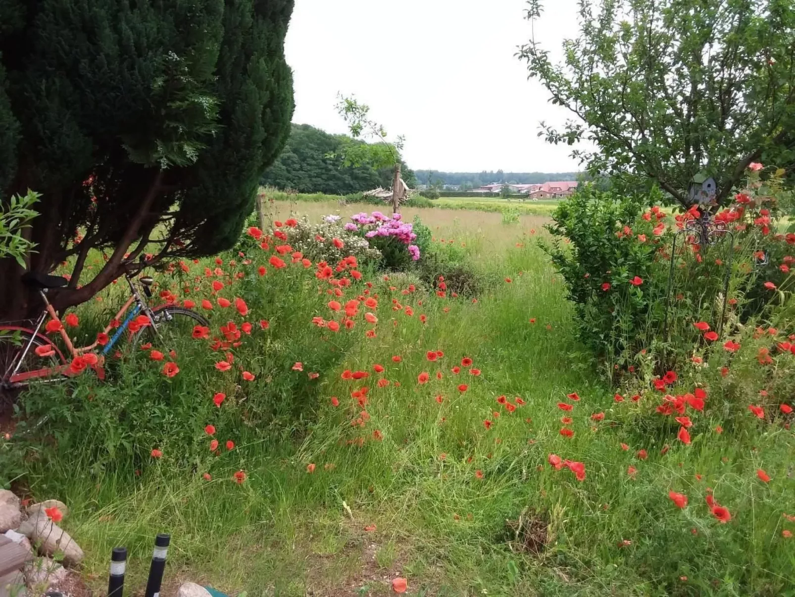 Schmetterling-Drinnen