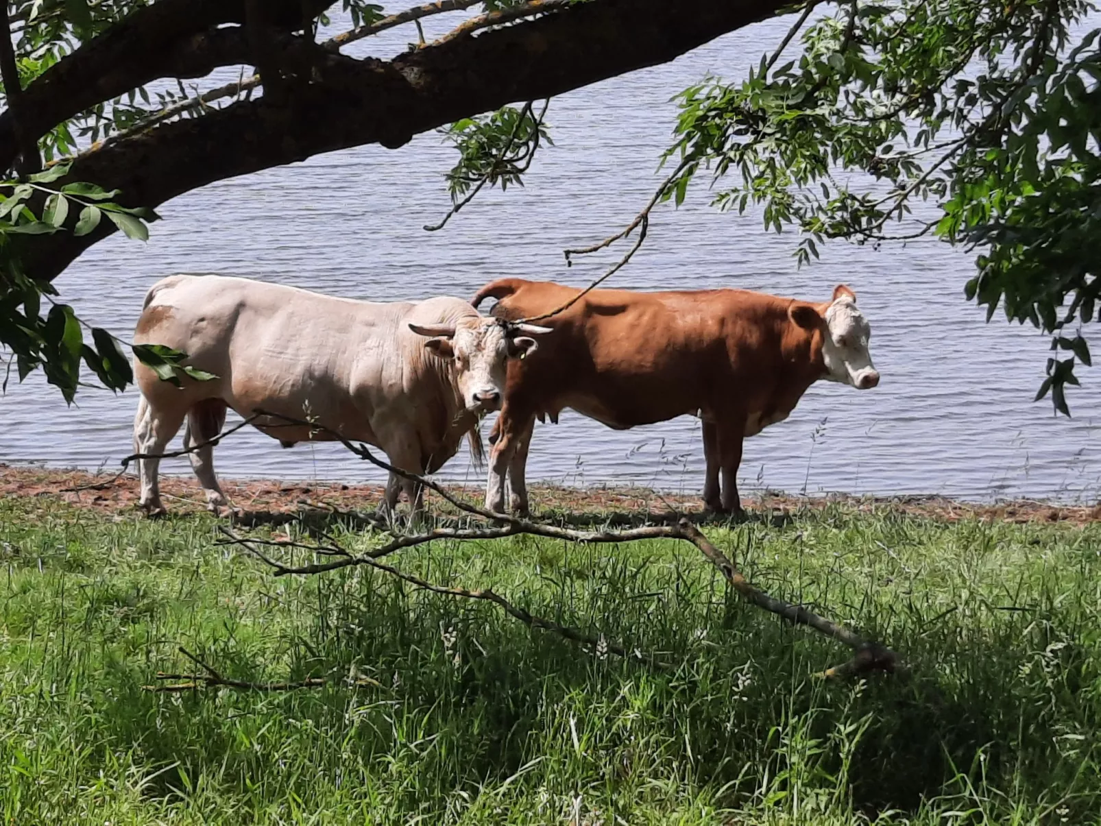 Reethaus Edith-Image-tags.info