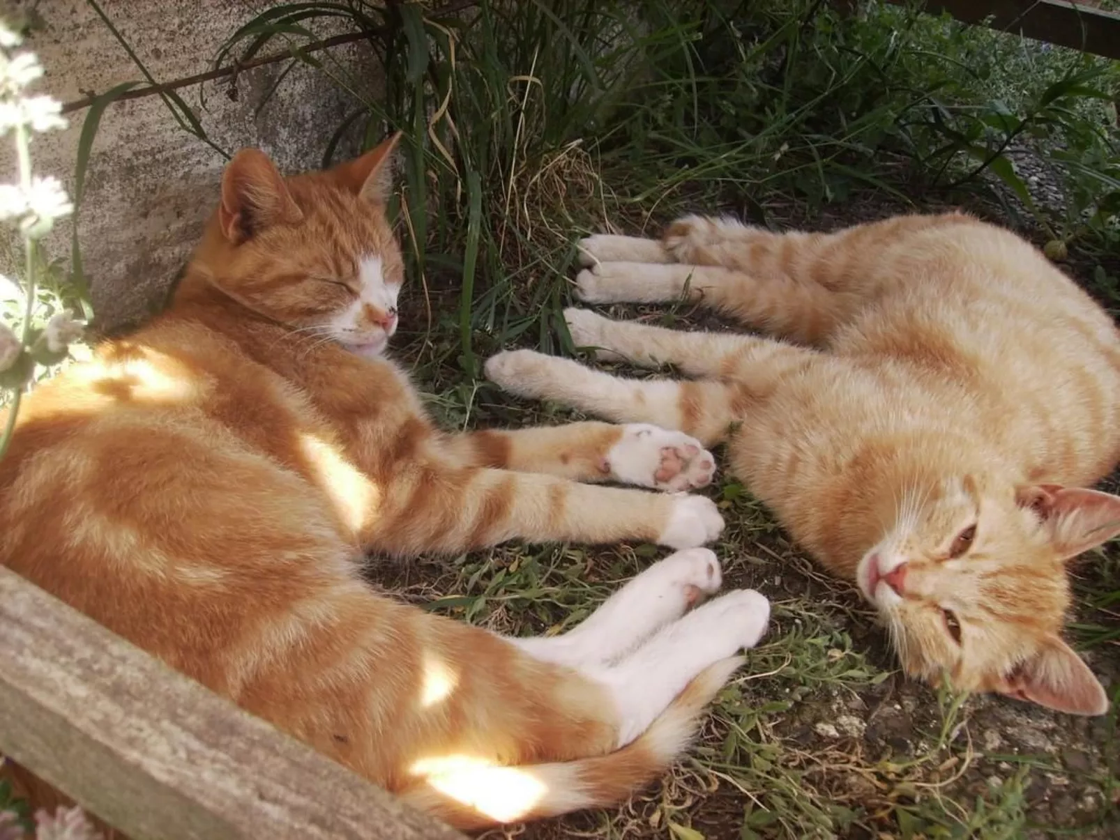 Hof Rodenkrog Fewo 1-Dehors