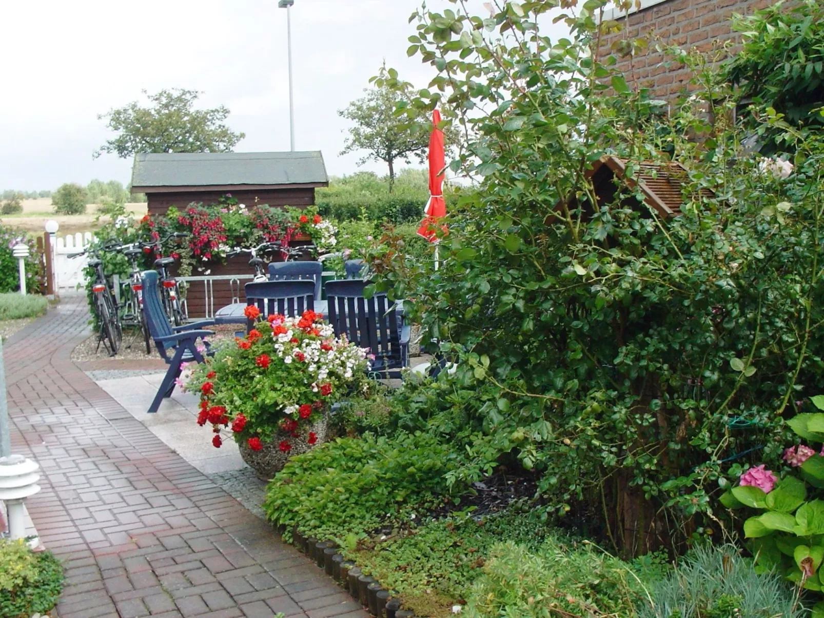 Heringsmöwe in Neue Tiefe-Inside