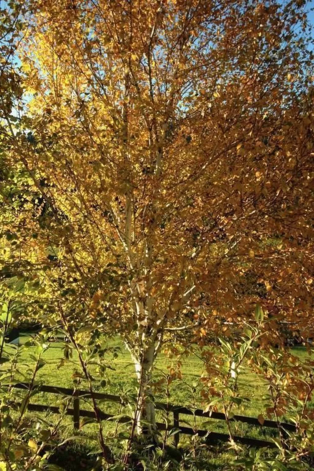 Neuer Sigerst-Outside