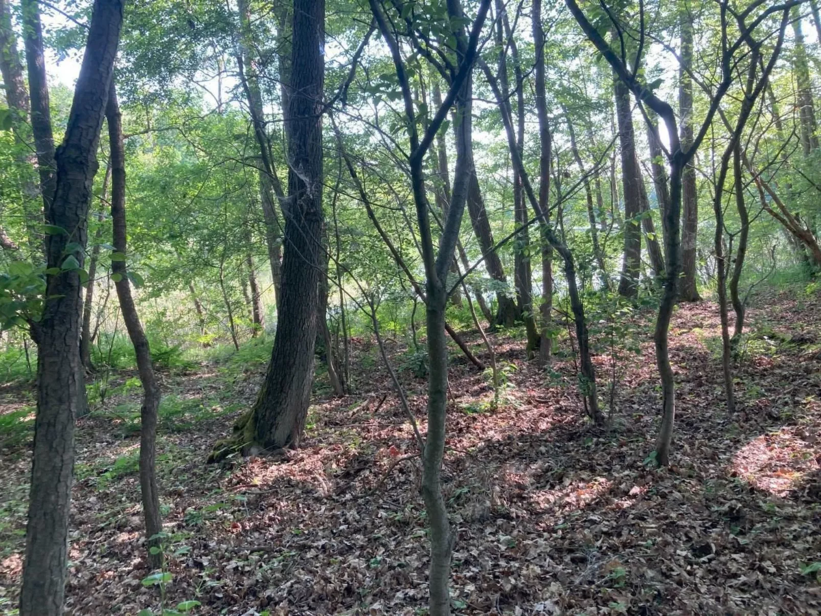 Bungalow Mecklenburgische Seenplatte-Dehors