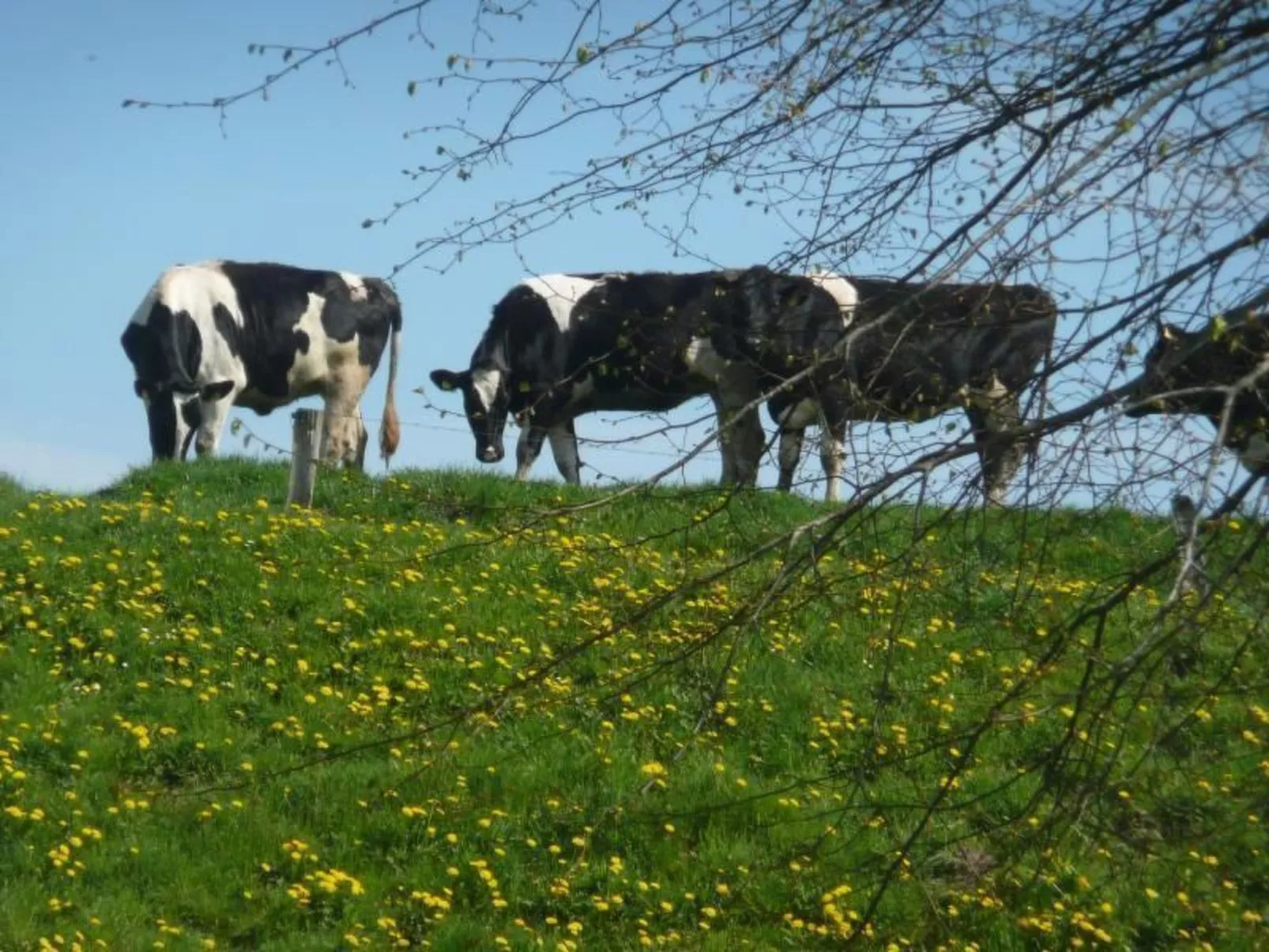 Gemütliches Ferienhaus am Deich mit Gartenzimmer-Inside
