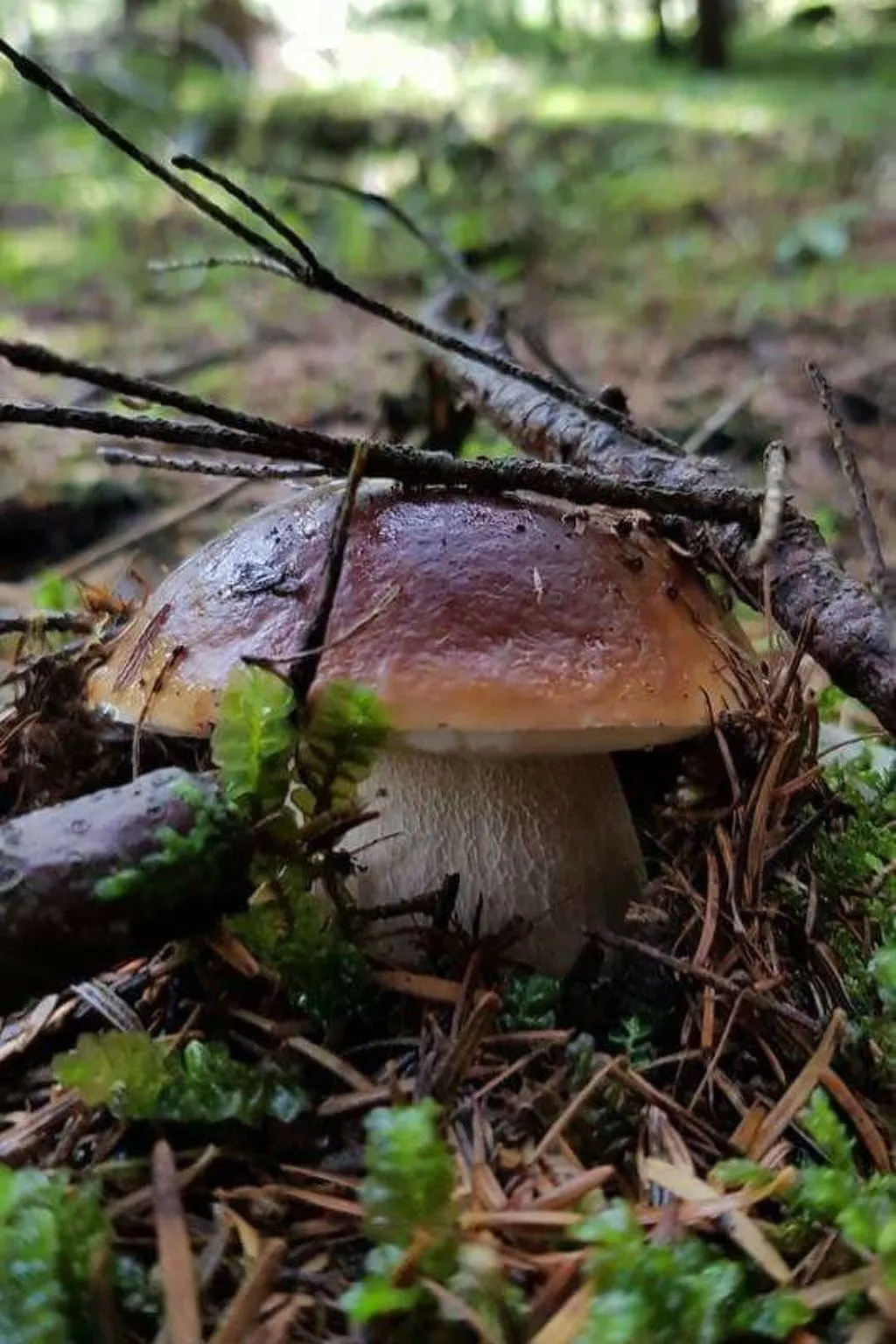 Lisa-Image-tags.info