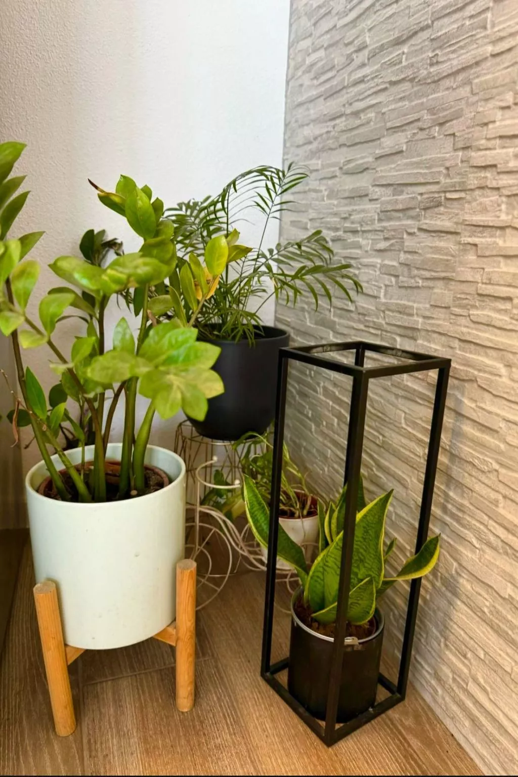 Fabo in Dalmatien-Dedans