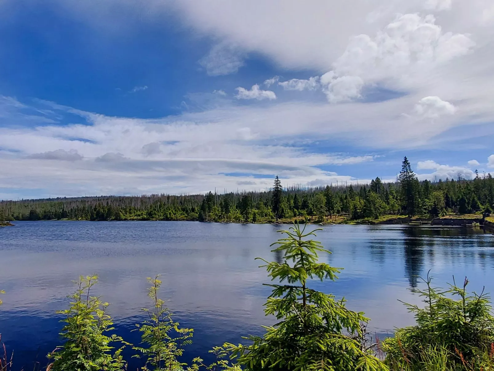 Wanderfalke-Draußen