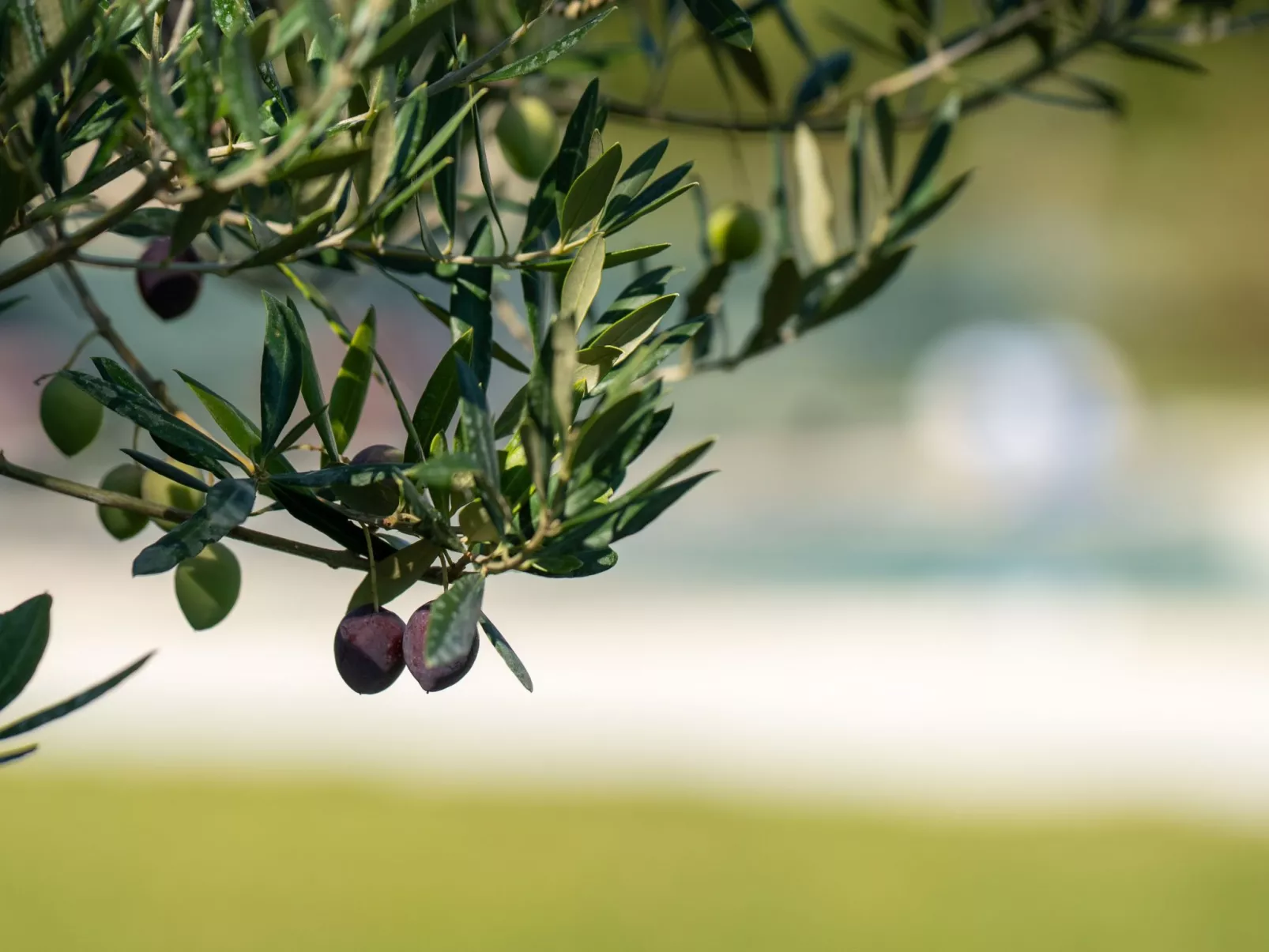 Moderne Villa bei Barban-Outside