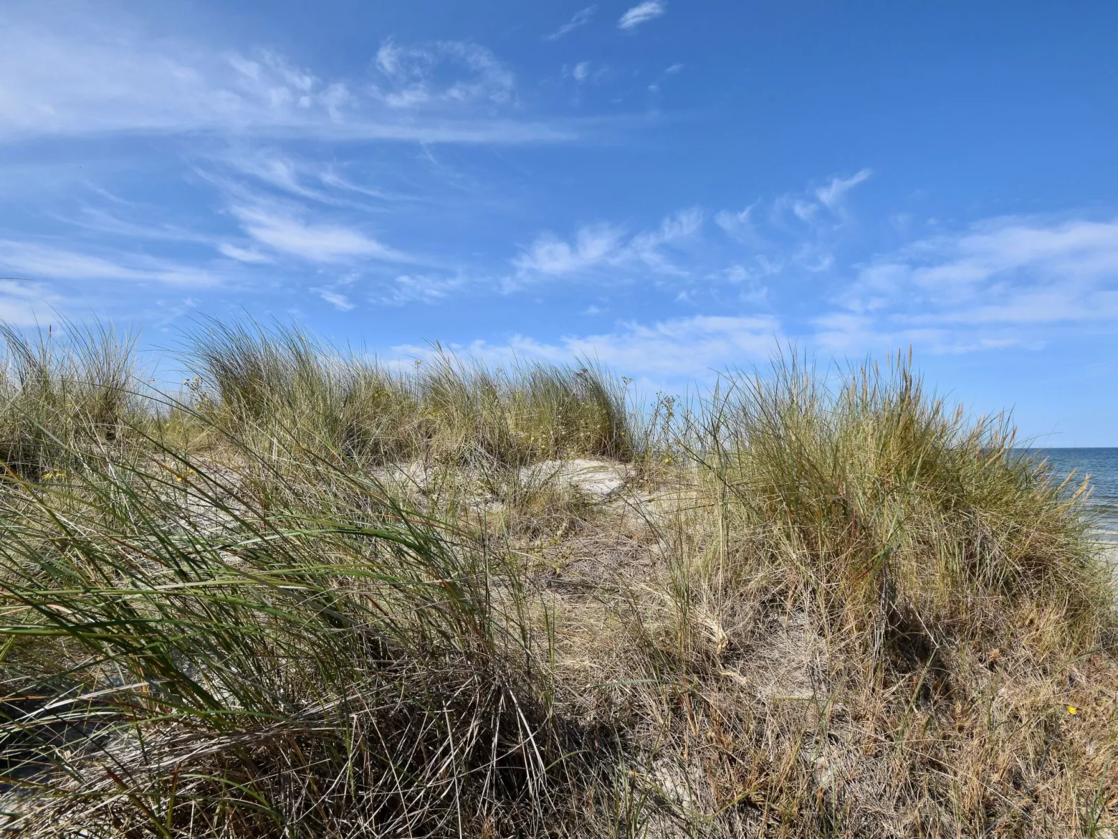 Familiäres, charmantes Appartement in Zingst-Drinnen