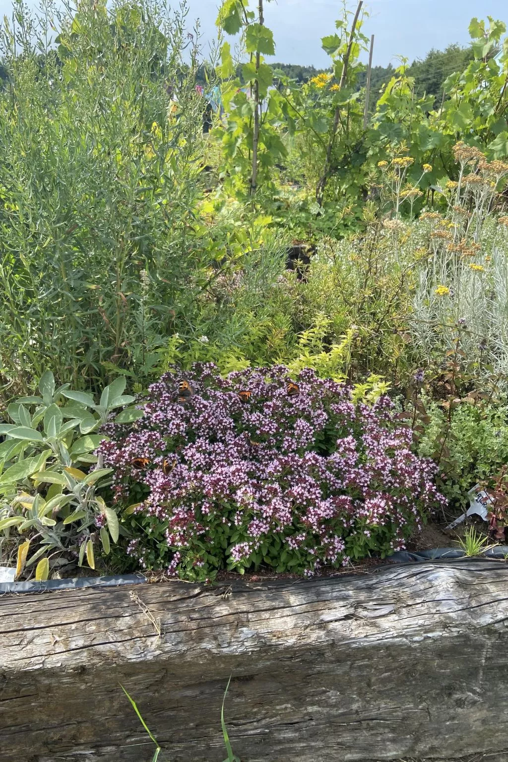 Alte Dorfschule-Draußen