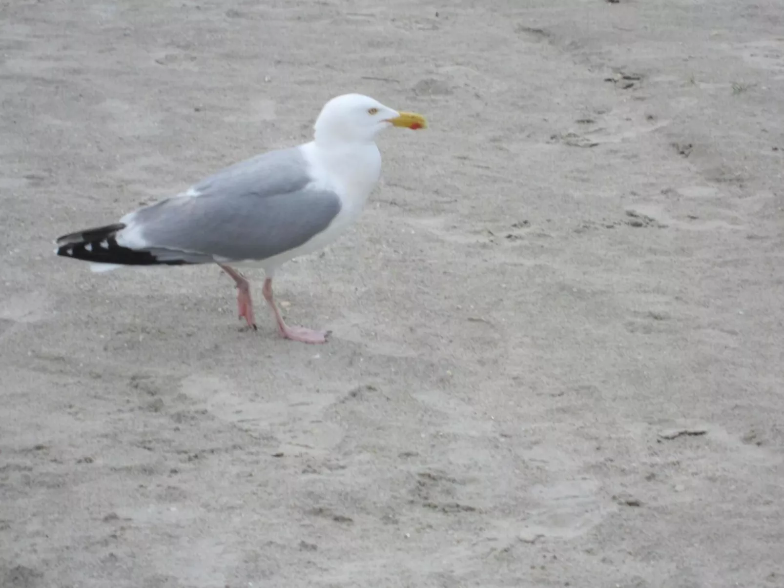 Mit Garten und Terrasse-Inside