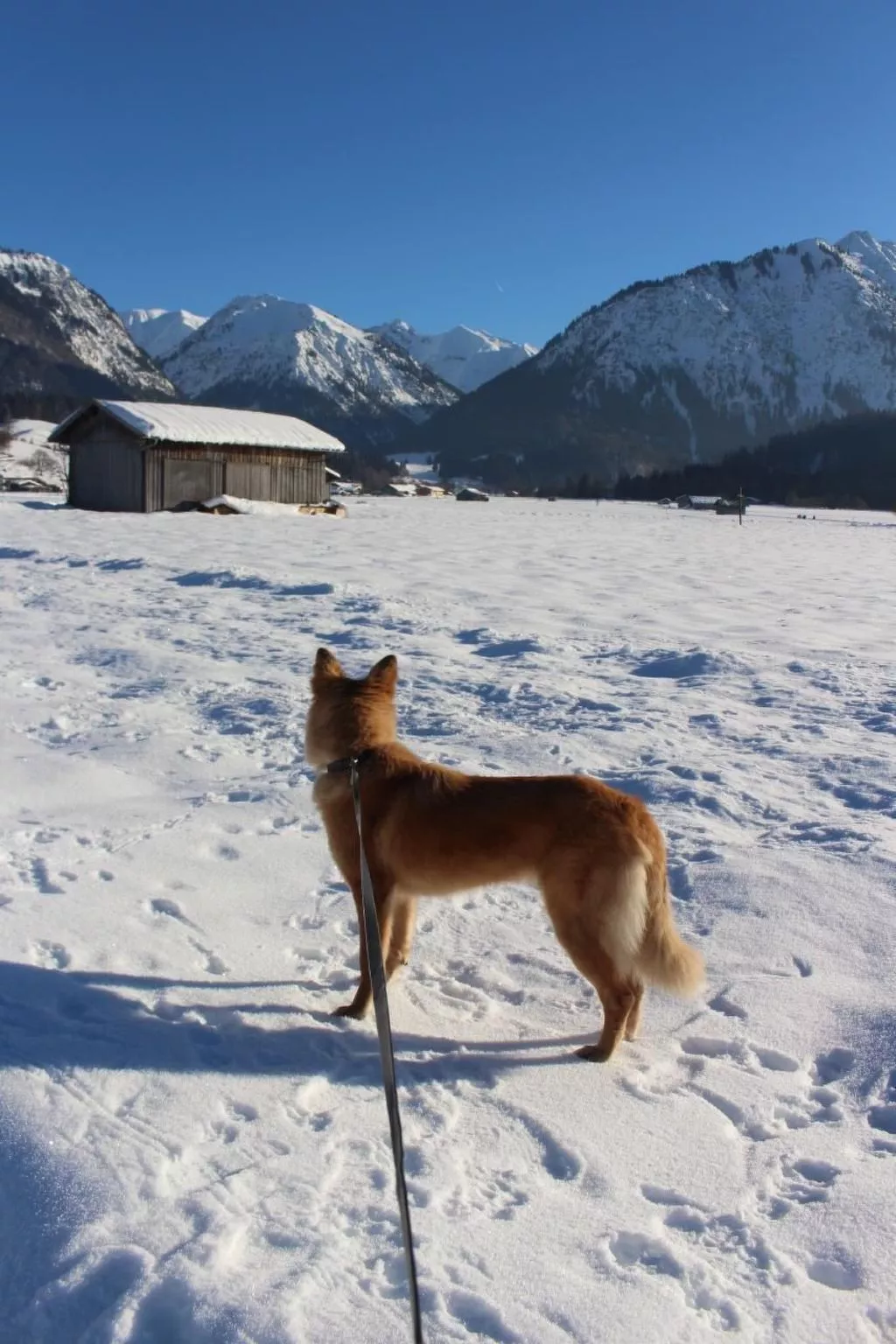 Alpkönig - Draußen